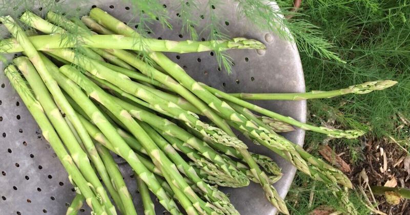 Asparagus Asparagus