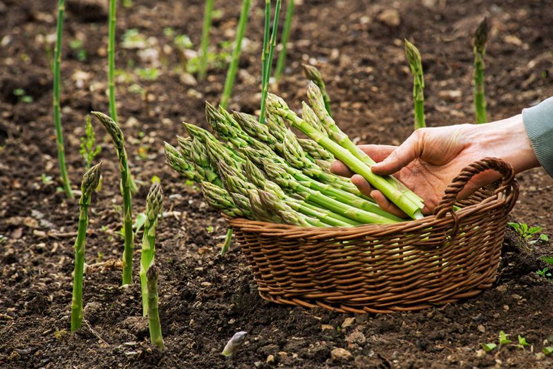 Asparagus