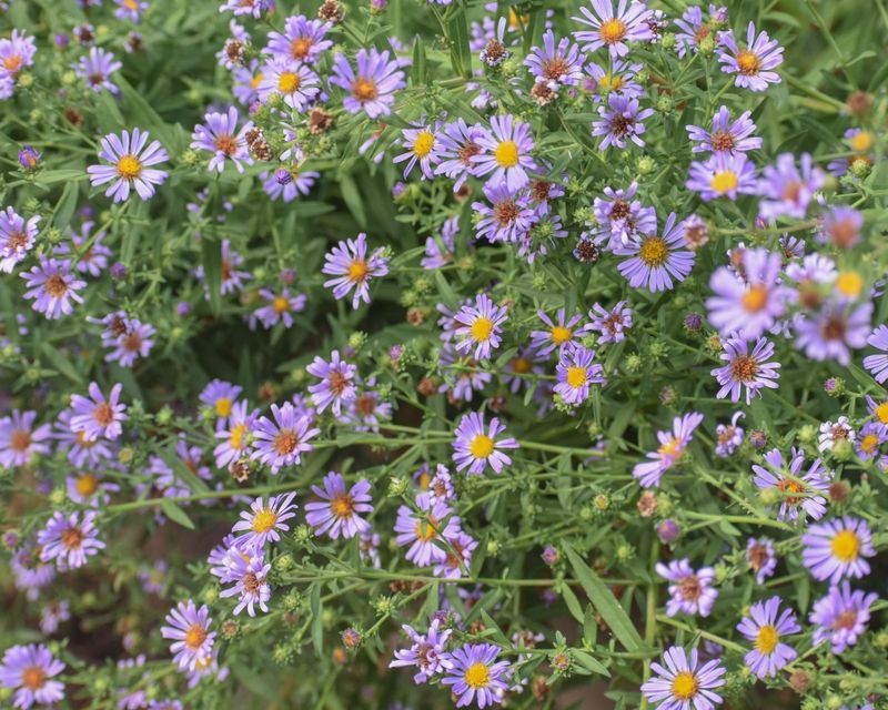 Aster Adds A Final Burst Of Purple Aster Adds A Final Burst Of Purple
