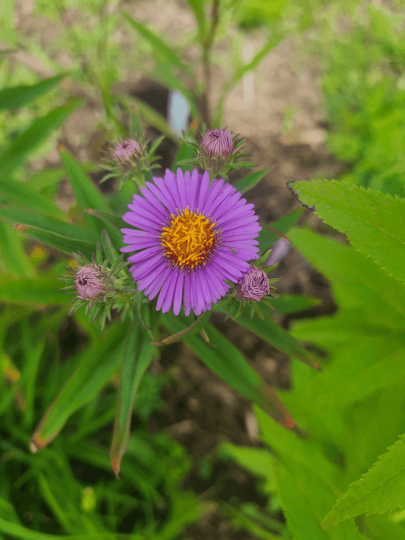 Aster Adds A Final Burst Of Purple Aster Adds A Final Burst Of Purple