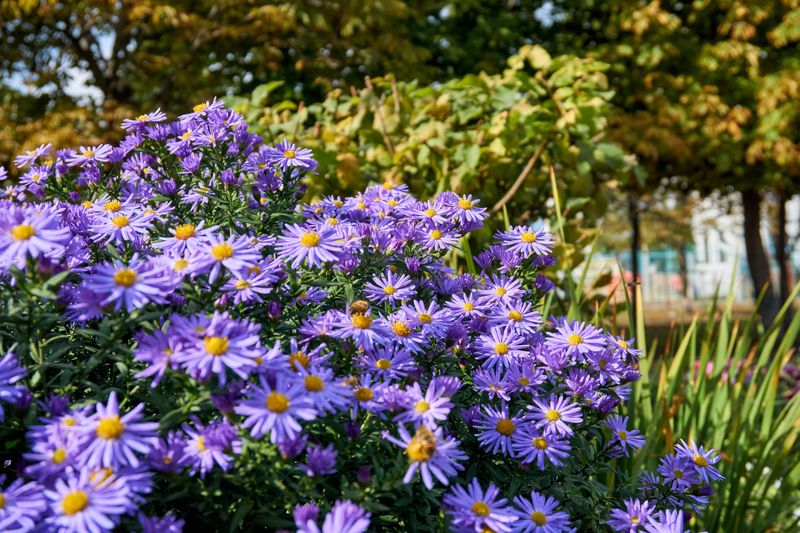 Aster Brings Reliable Late Season Color