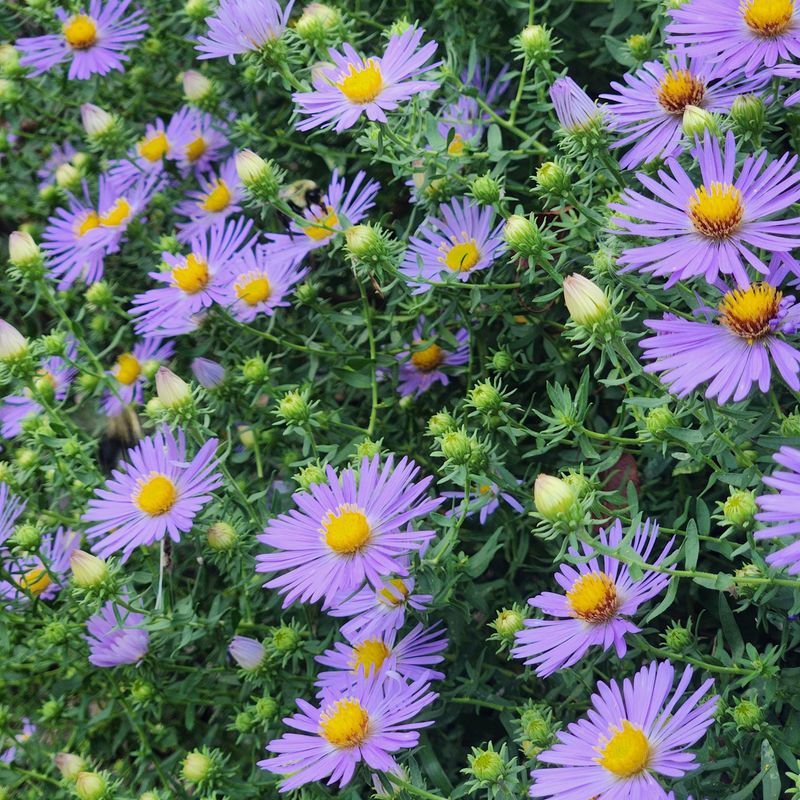 Aster Extends The Garden Season Aster Extends The Garden Season