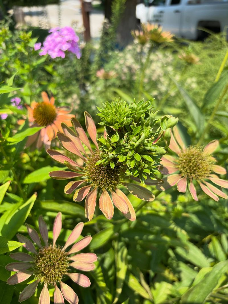 Aster Yellows And Strange Distorted Growth Aster Yellows And Strange Distorted Growth