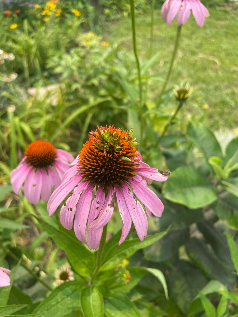 Aster Yellows Disease Is Twisting Every Flower Bud