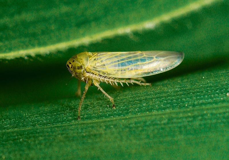 Aster Yellows Rides In With Leafhoppers