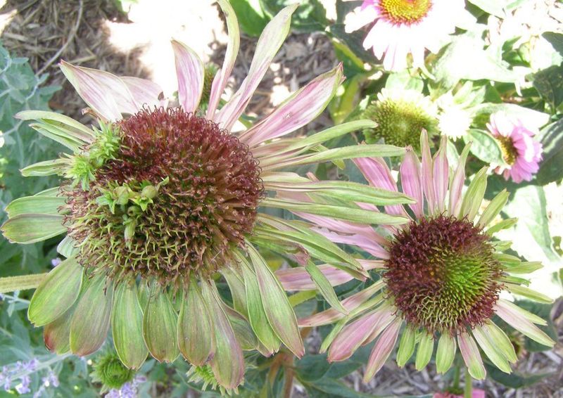 Aster Yellows Scrambles The Blooms Aster Yellows Scrambles The Blooms