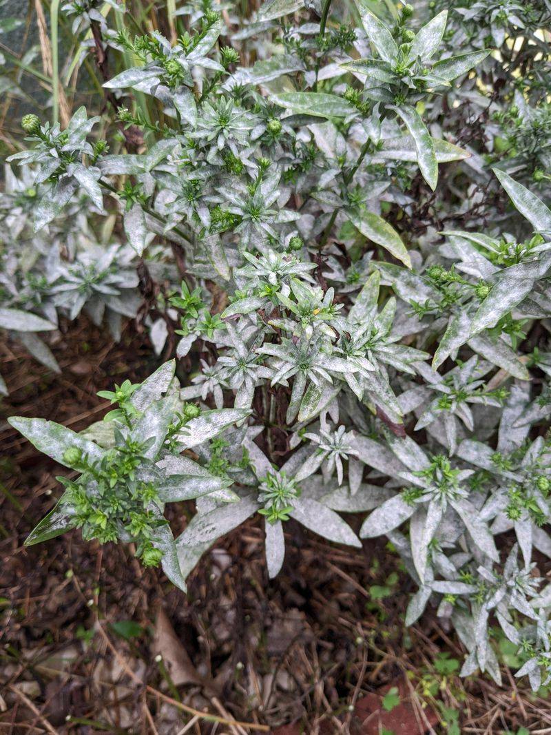 Aster