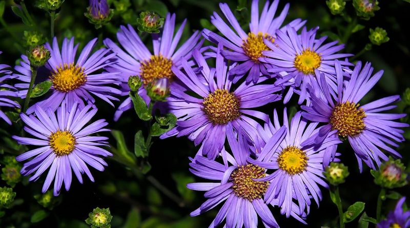 Asters Add Late-Season Color For Pollinators