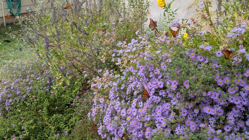 Asters Are The Tiny Fall Stars That Feed Pollinators When Others Fade Asters Are The Tiny Fall Stars That Feed Pollinators When Others Fade