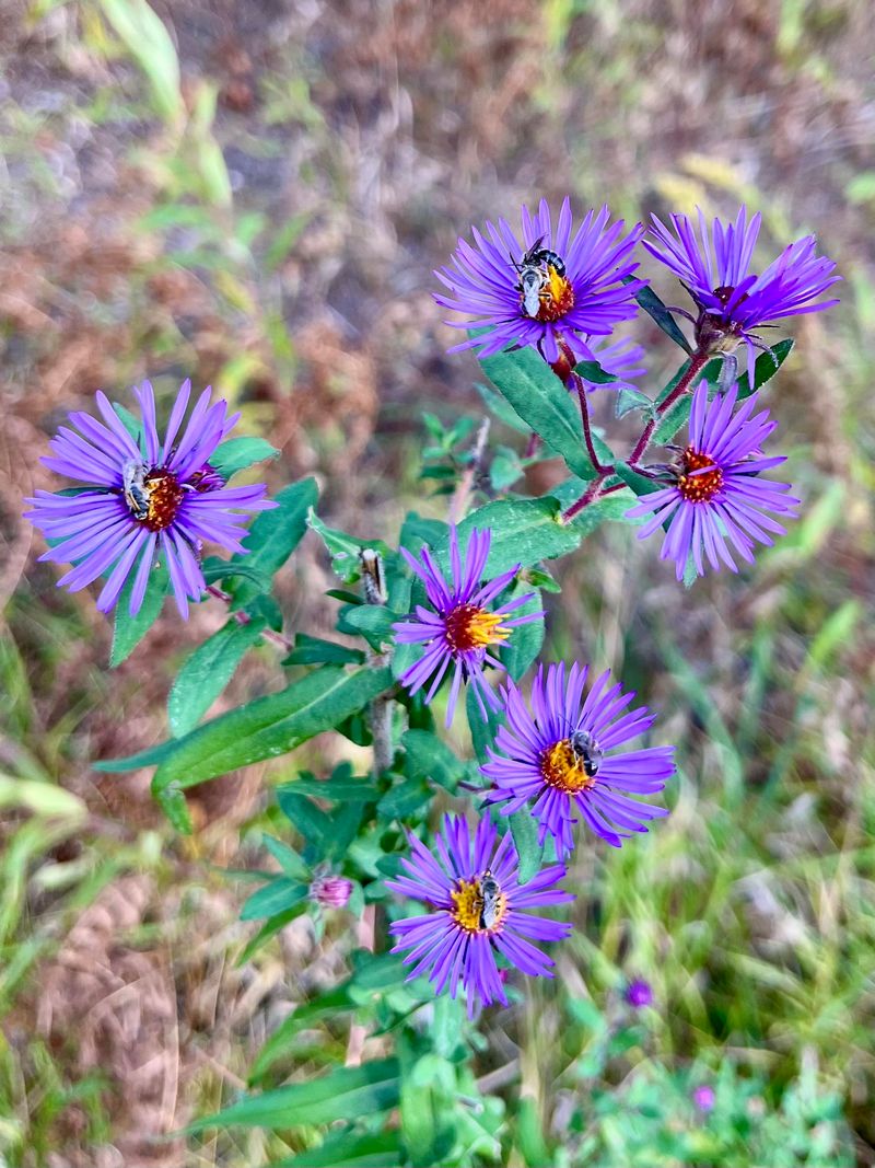 Asters Extend Color Into Cooler Weeks Asters Extend Color Into Cooler Weeks