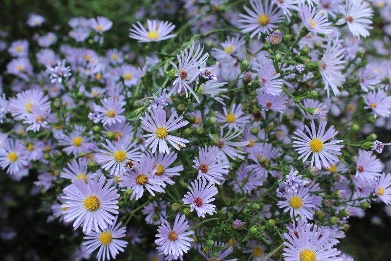 Asters Keep Fall Insects Active