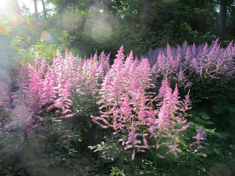 Astilbe