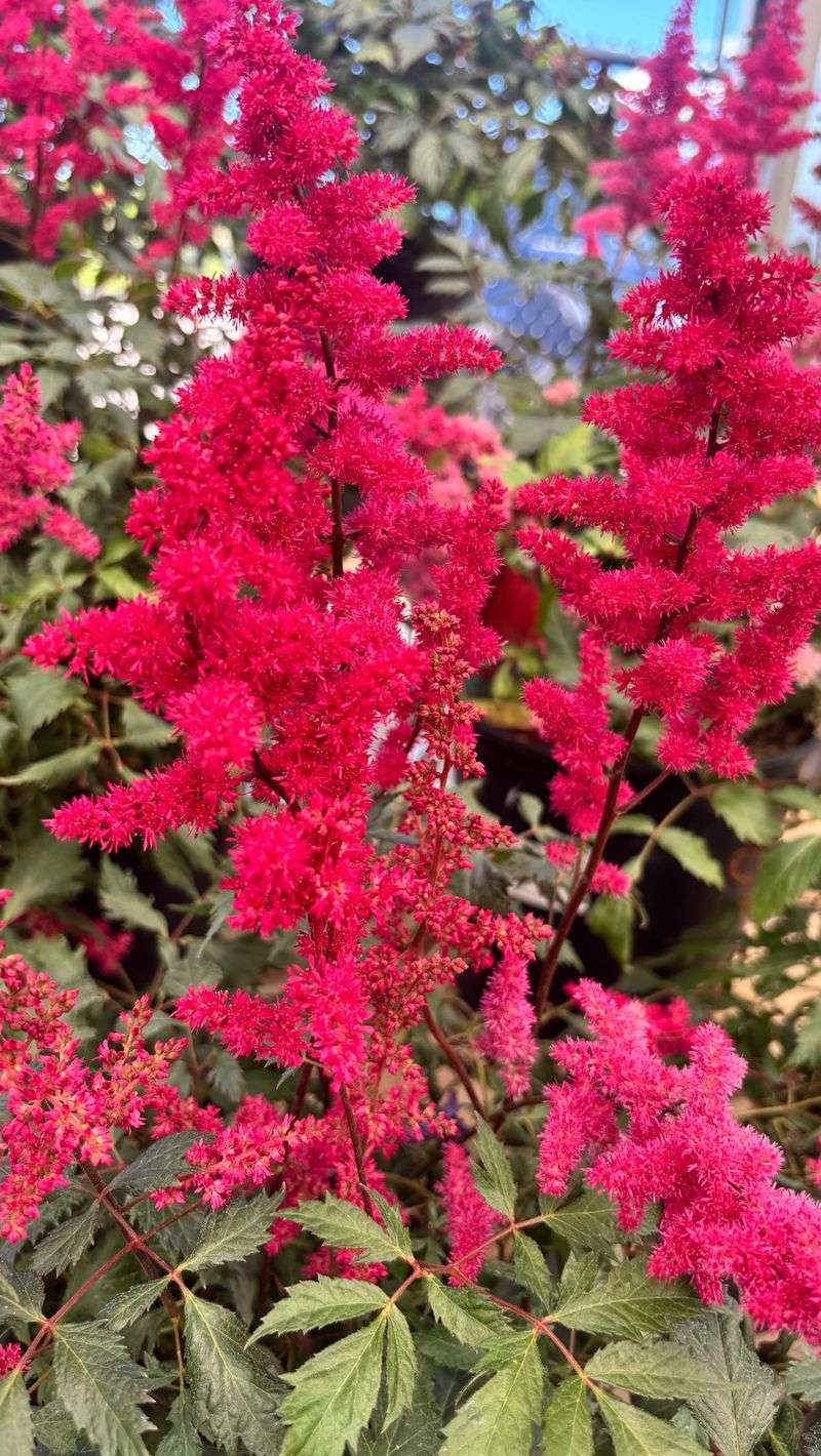 Astilbe (Astilbe spp.)