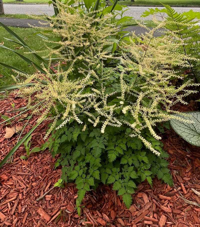 Astilbe Craves Moist, Compost-Rich Soil