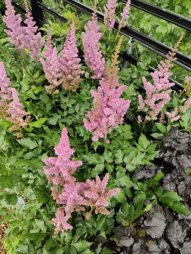 Astilbe Plumes That Love Shade And A Good Soak Astilbe Plumes That Love Shade And A Good Soak