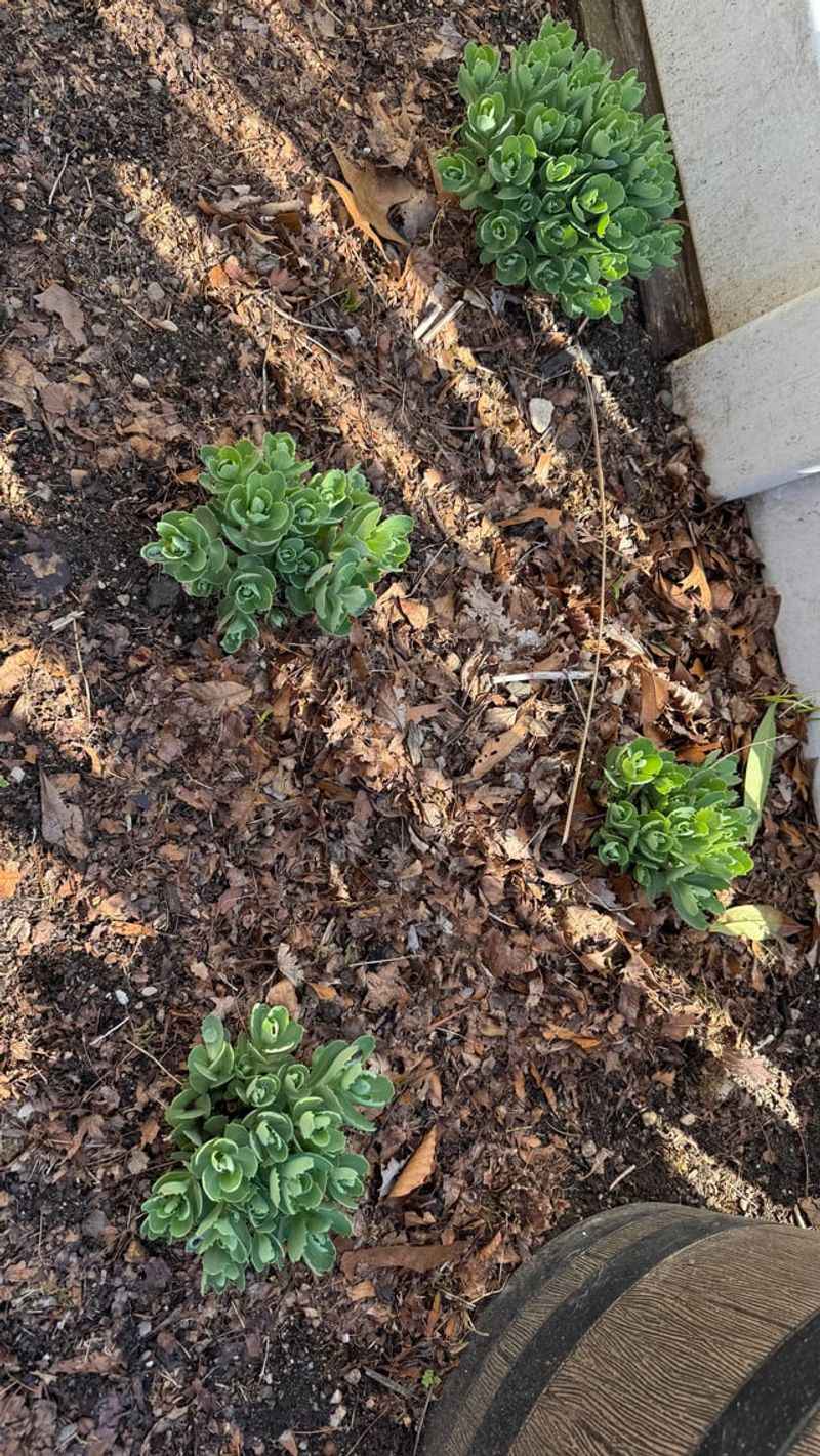 Astilbe Plumes Thinning At The Center