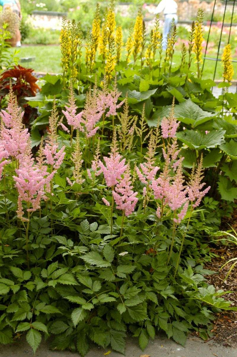 Astilbe in Wisconsin