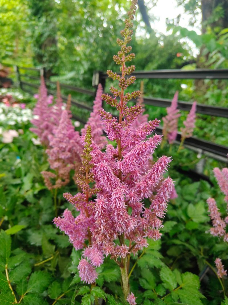 Astilbe
