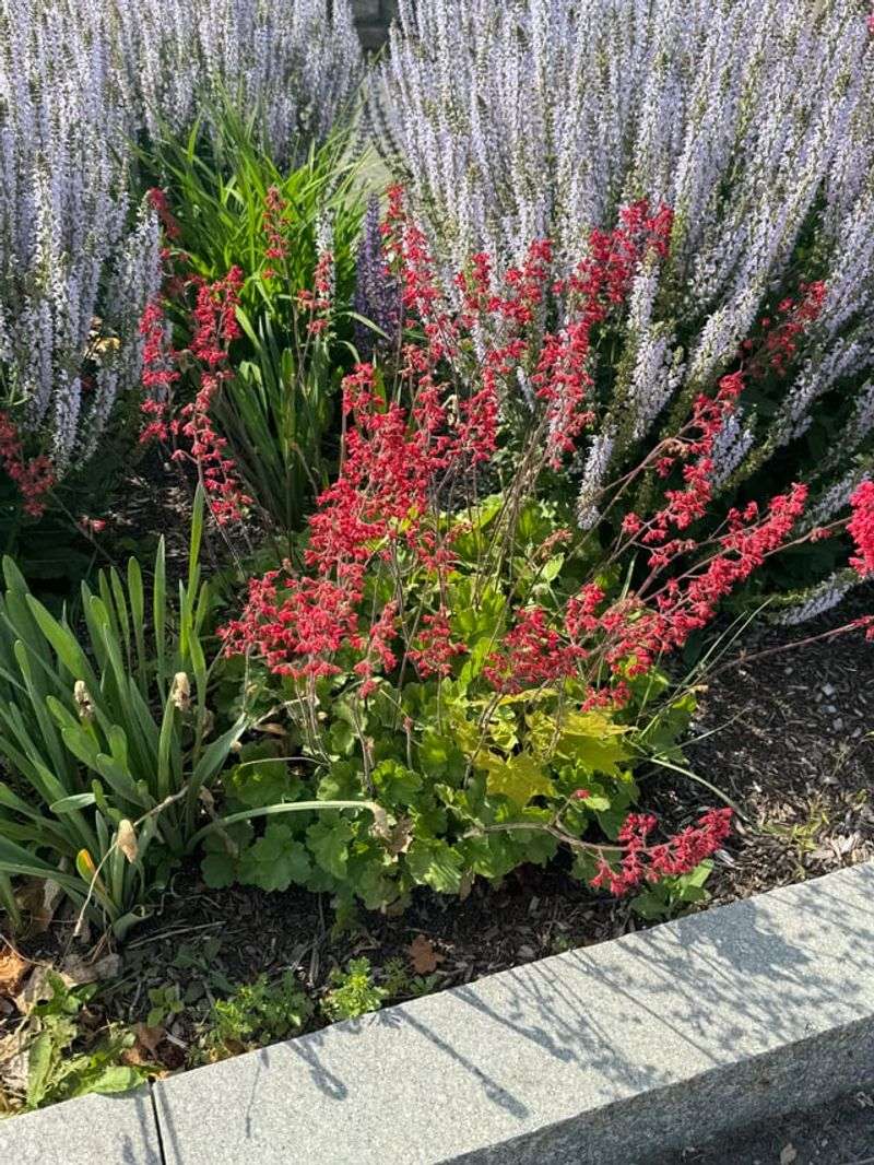 Astilbes Get A Boost When Older Plants Receive Extra Space