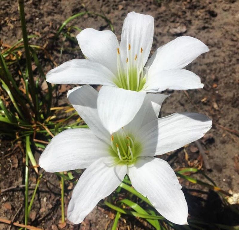 Atamasco Lily Brings Soft White Flowers In Spring