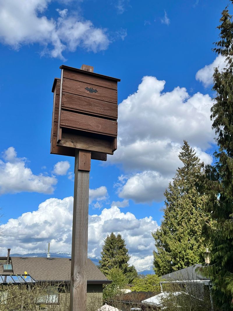 Attic Exclusion Timing For Bat Season