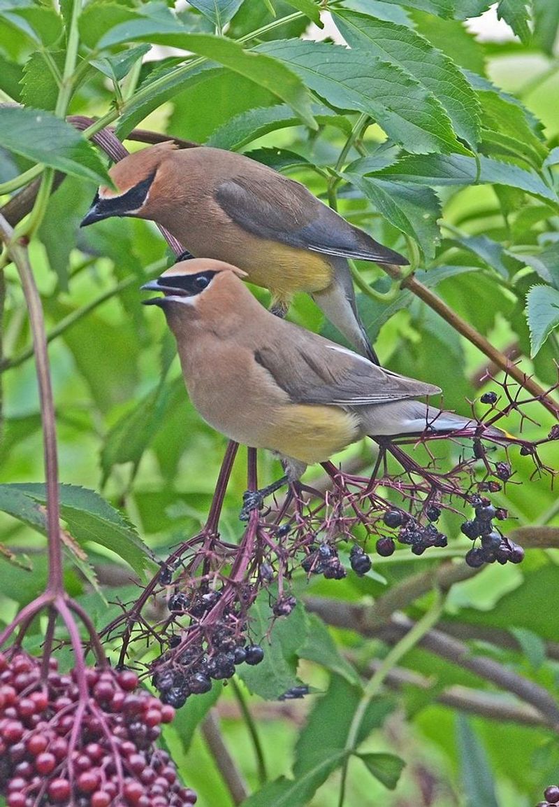 Attract Arizona Wildlife And Create Habitat