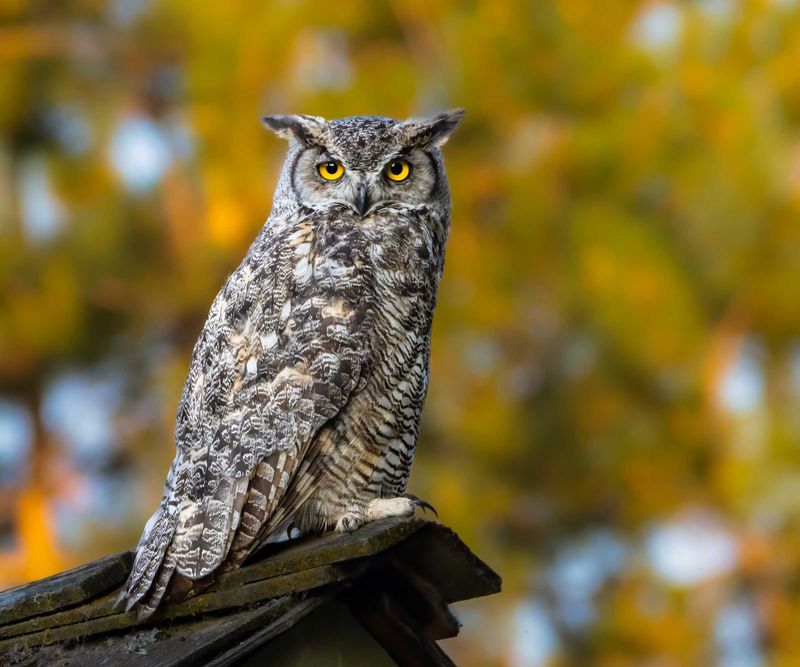 Attract Owls Without Feeding Them or Exposing Them to Poison