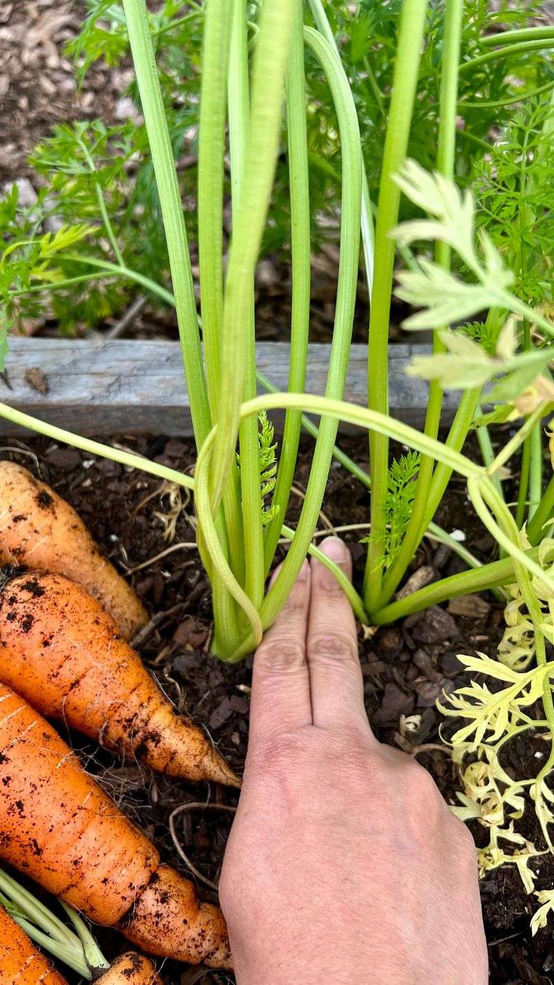 August Is Fall Carrot Time August Is Fall Carrot Time