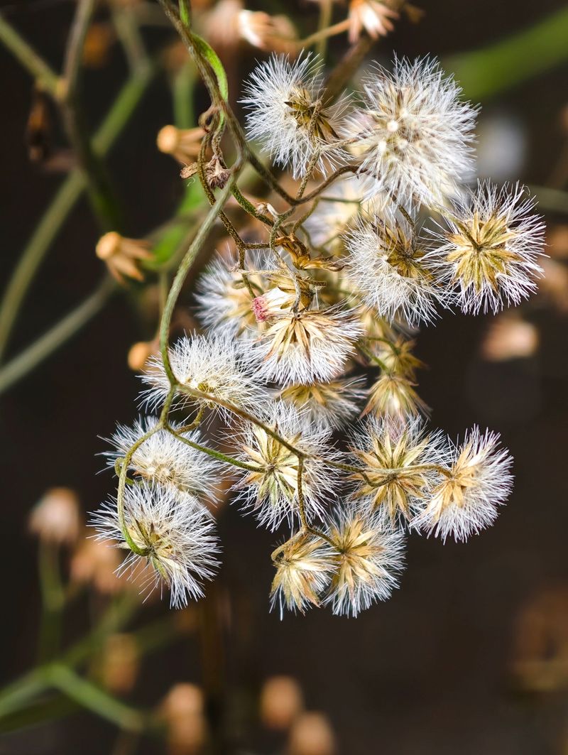August Seed Heads Dropped Thousands Of Seeds