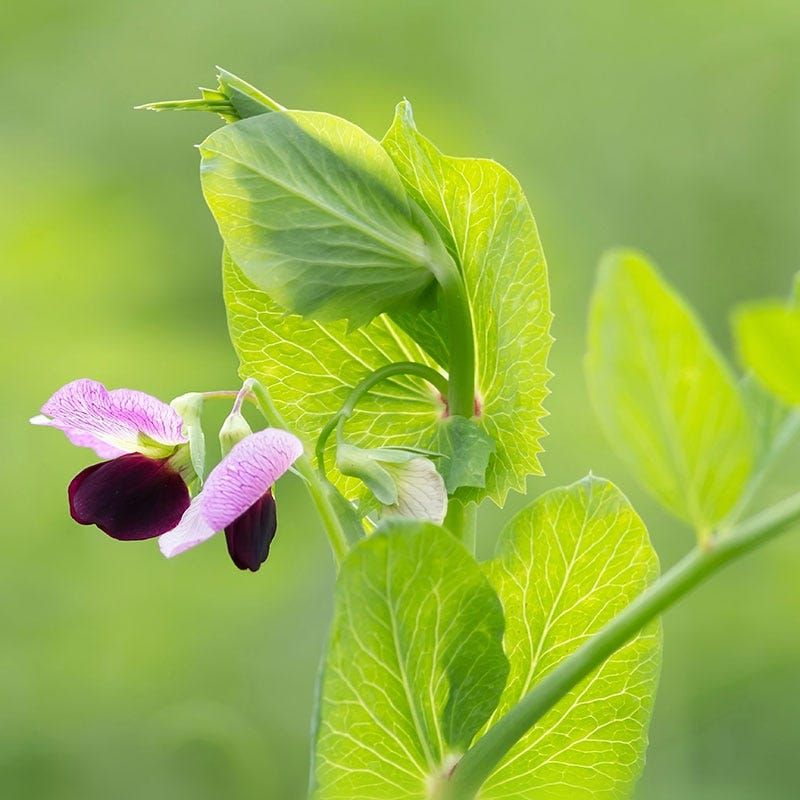 Austrian Winter Pea Adds Nitrogen Through Fall Growth Austrian Winter Pea Adds Nitrogen Through Fall Growth