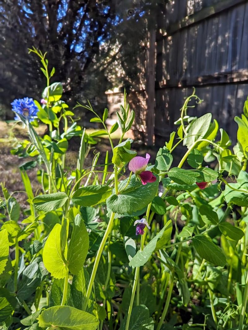 Austrian Winter Peas Add Organic Matter Below Ground Austrian Winter Peas Add Organic Matter Below Ground