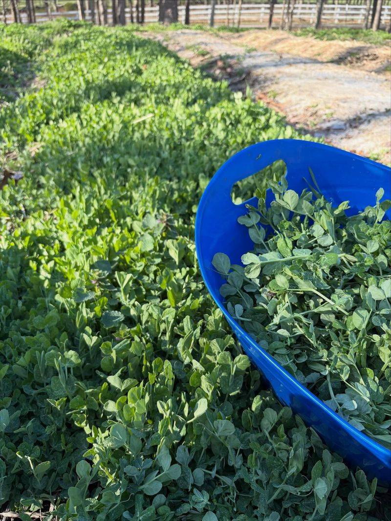 Austrian Winter Peas Feed The Ground Below
