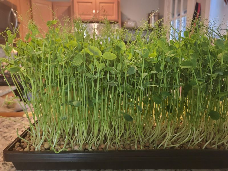 Austrian Winter Peas 