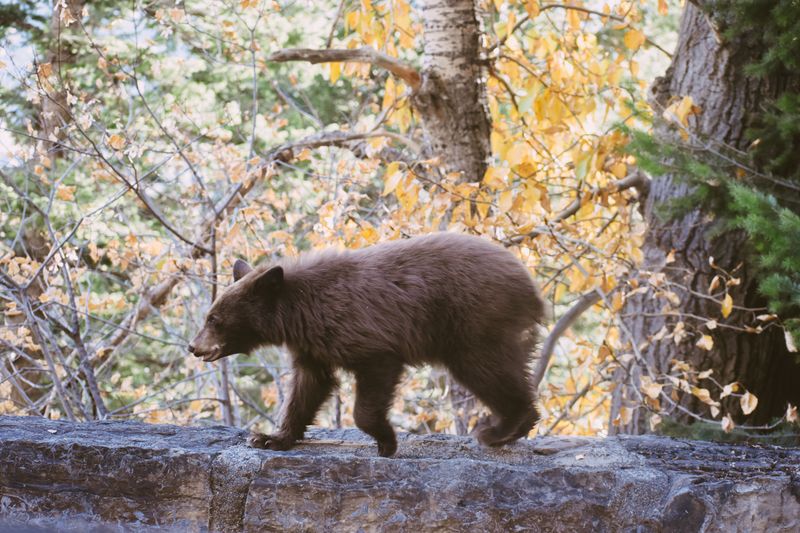Autumn Appetites Send Bears On The Move Autumn Appetites Send Bears On The Move
