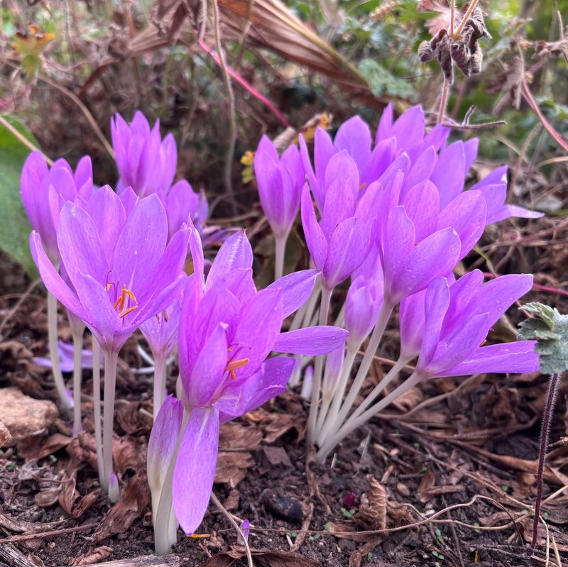 Autumn Crocus Pops Up Like Magic