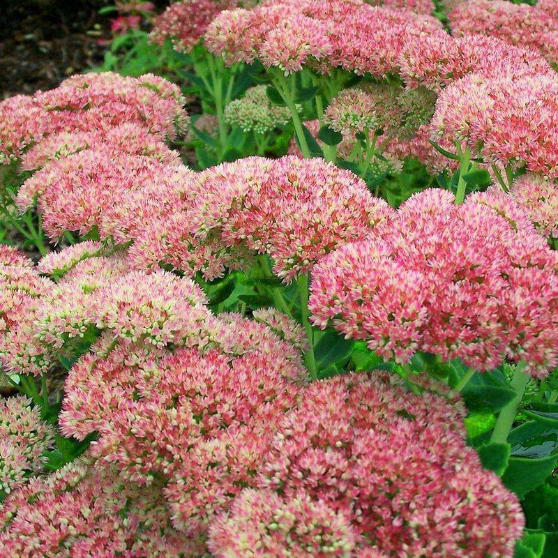 Autumn Joy Sedum Handles Dry Conditions Well