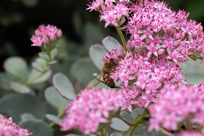 Autumn Joy Sedum Stores Water In Its Leaves