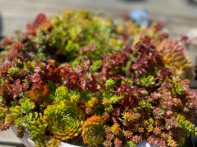 Autumn Joy Sedum With Hens And Chicks Autumn Joy Sedum With Hens And Chicks