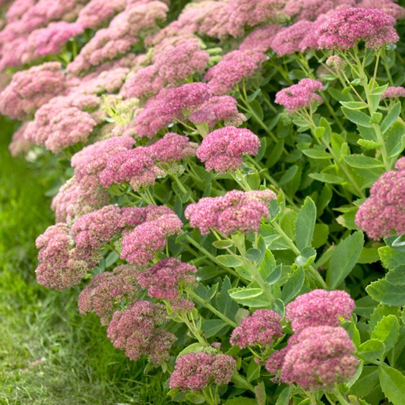 Autumn Joy Sedum