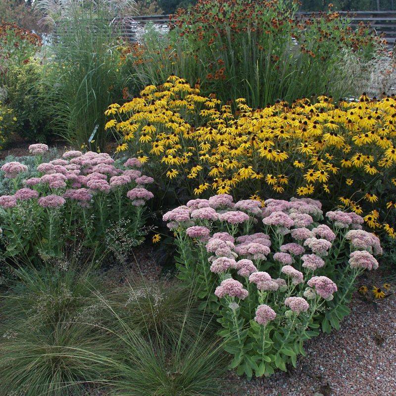 Autumn Joy Stonecrop (Sedum 'Autumn Joy') Autumn Joy Stonecrop (Sedum 'Autumn Joy')