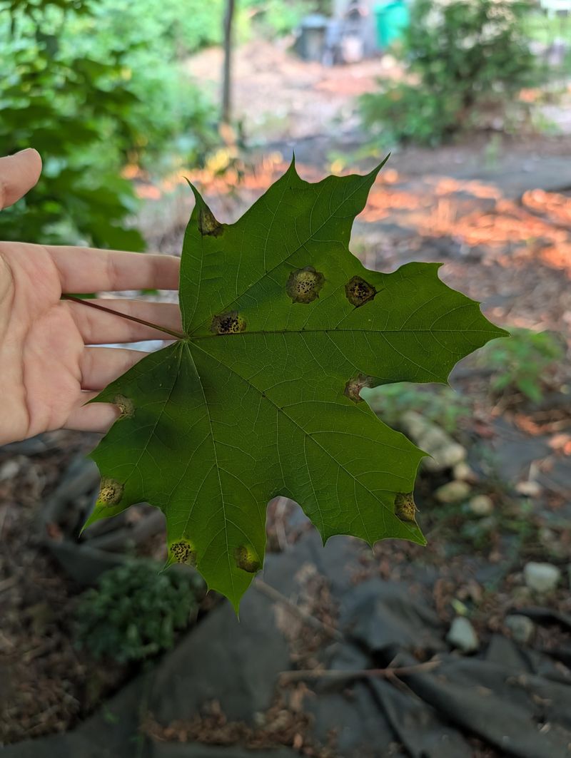 Autumn Leaf Cleanup As The Practical Fix