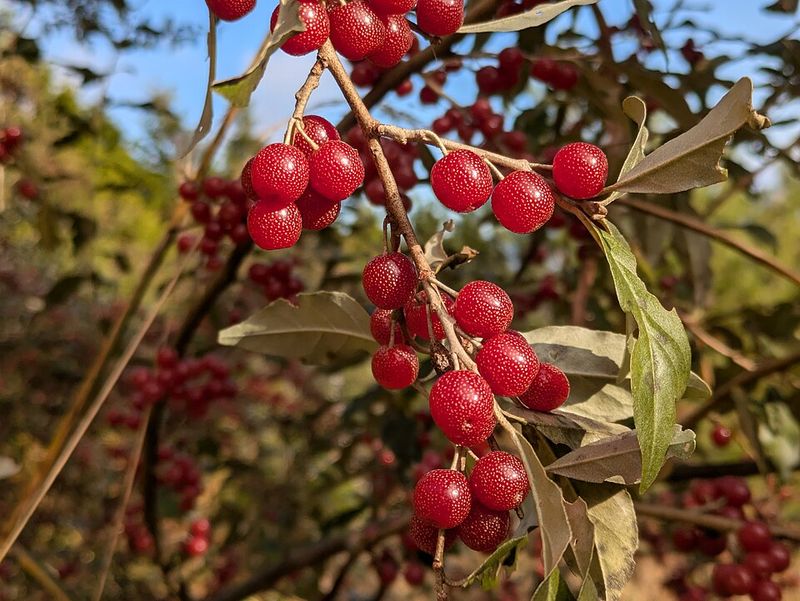 Autumn Olive Is An Edible And Tangy Wild Fruit Autumn Olive Is An Edible And Tangy Wild Fruit