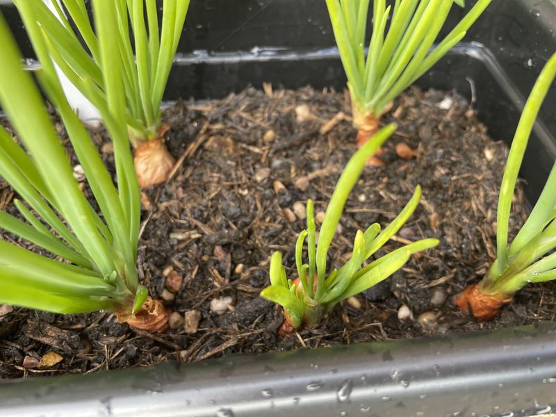 Autumn Planting Works Best Across The State