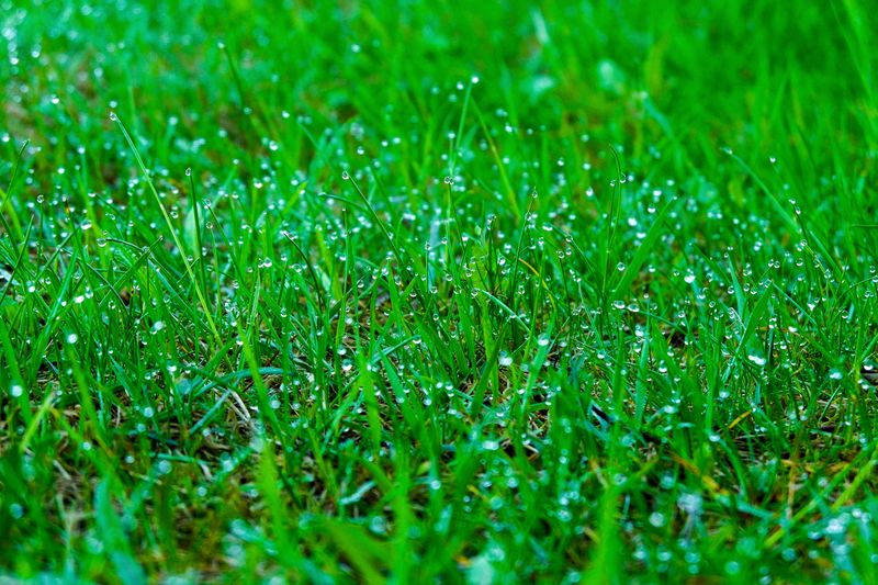 Autumn Rain Sneaks In While You Sleep Autumn Rain Sneaks In While You Sleep