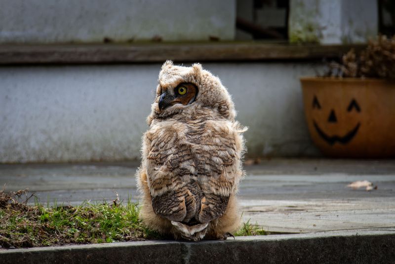 Autumn Restlessness Among Young Virginia Owls Autumn Restlessness Among Young Virginia Owls