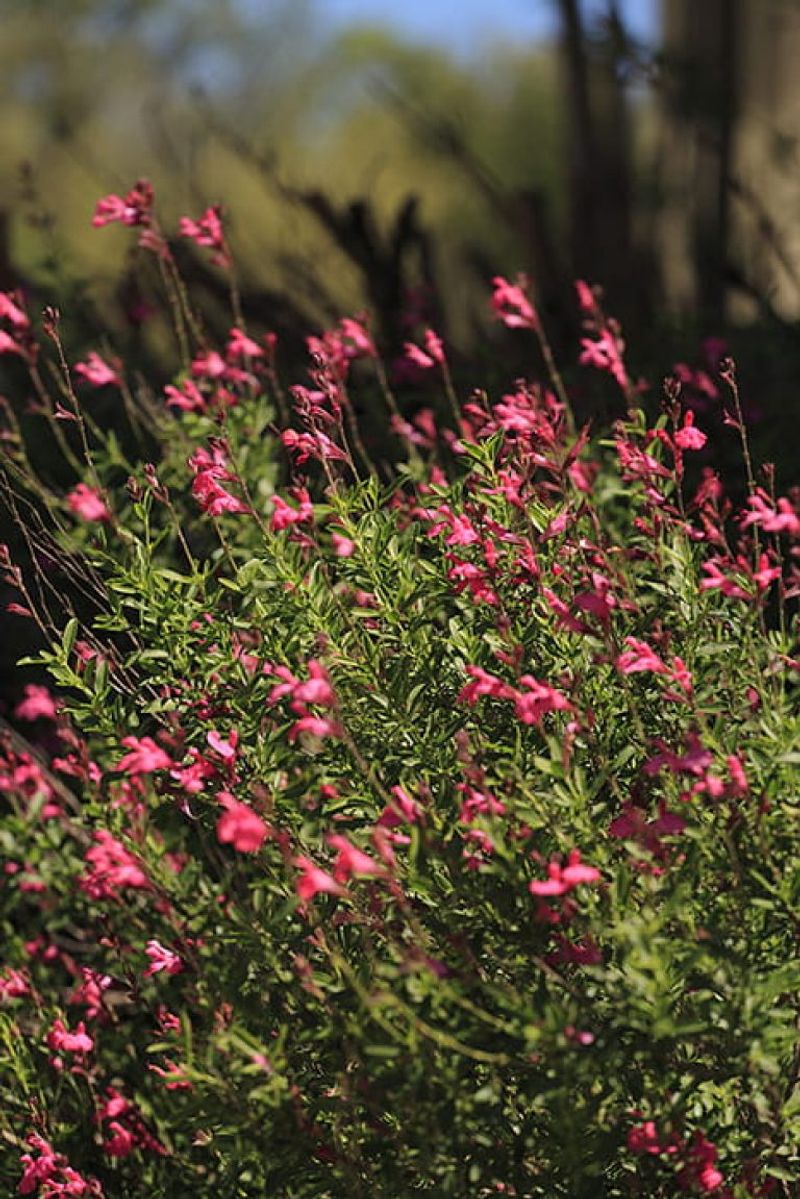 Autumn Sage
