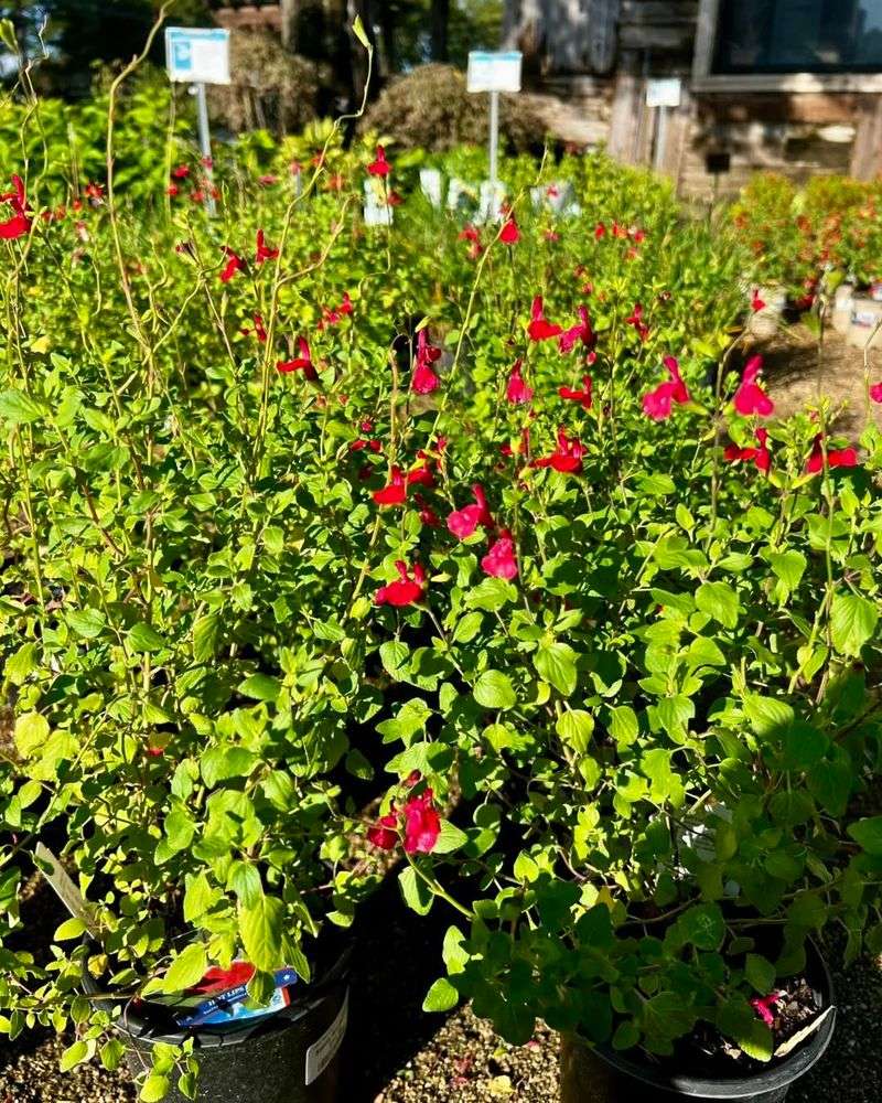 Autumn Sage