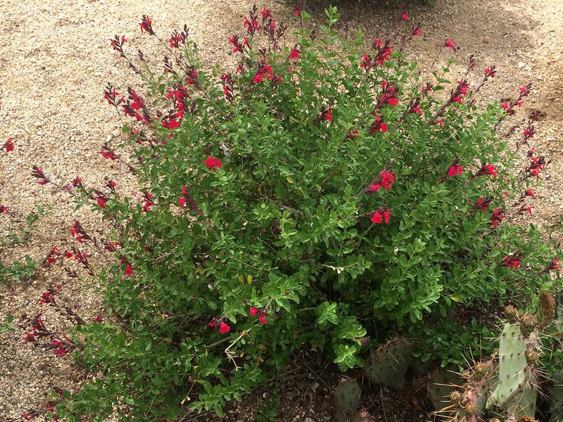Autumn Sage (Salvia greggii)