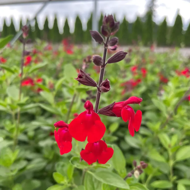 Autumn Sage (Salvia greggii) Autumn Sage (Salvia greggii)