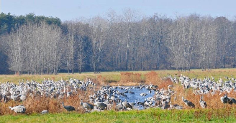 Autumn Timing Along The Kankakee Corridor